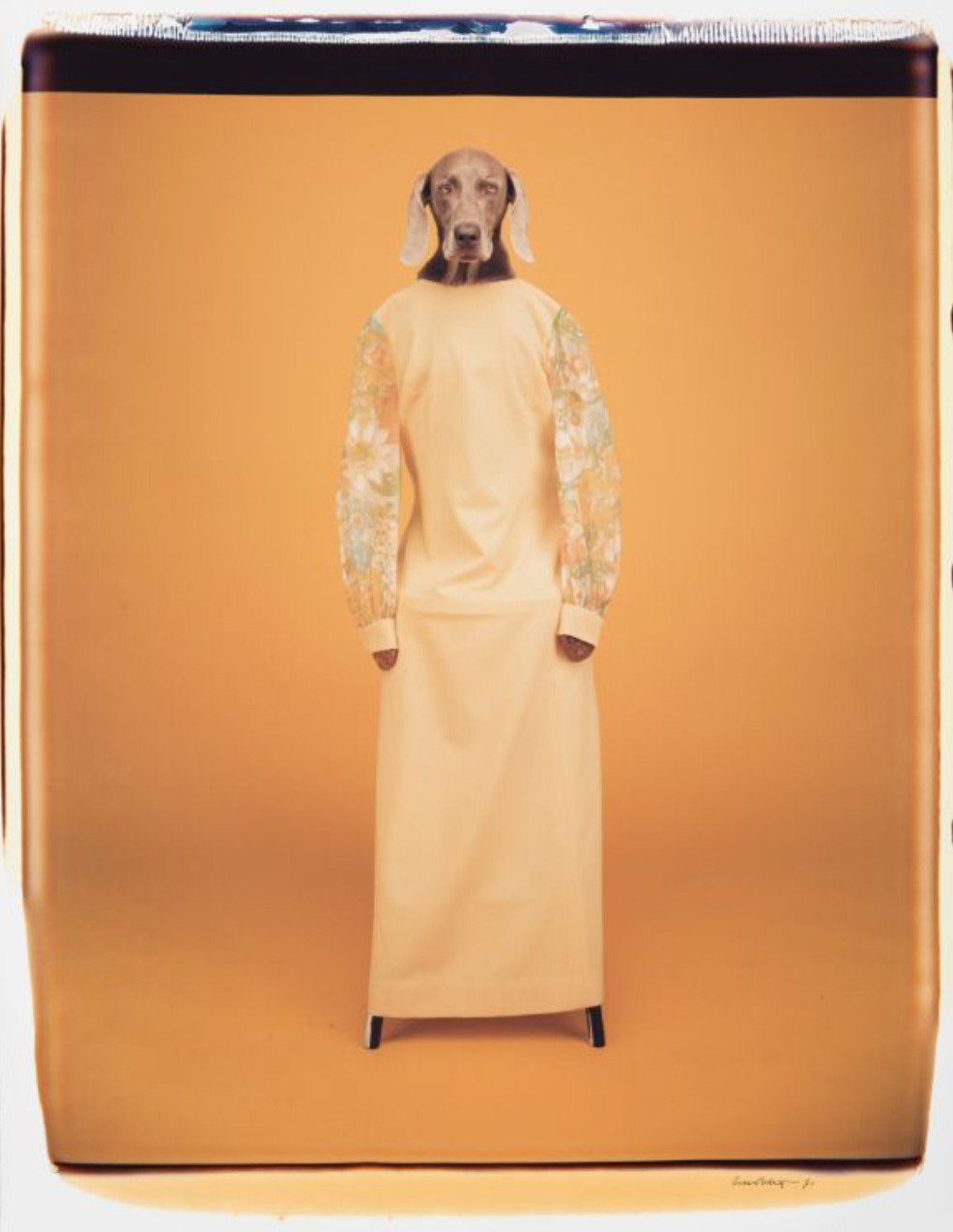 2 william wegman